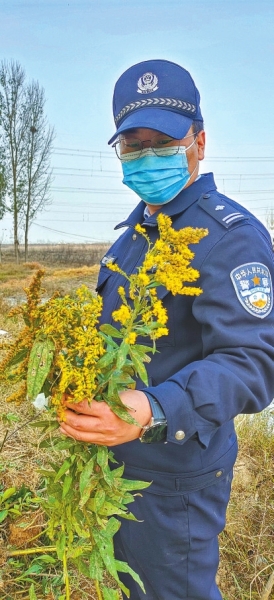 河南排查、處理數(shù)萬株“加拿大一枝黃花” 我省這種花還處萌芽期 不必恐慌