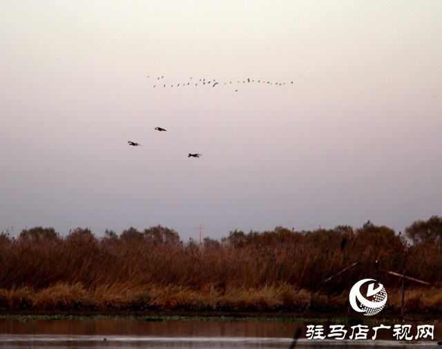 宿鴨湖景色美如畫(huà)