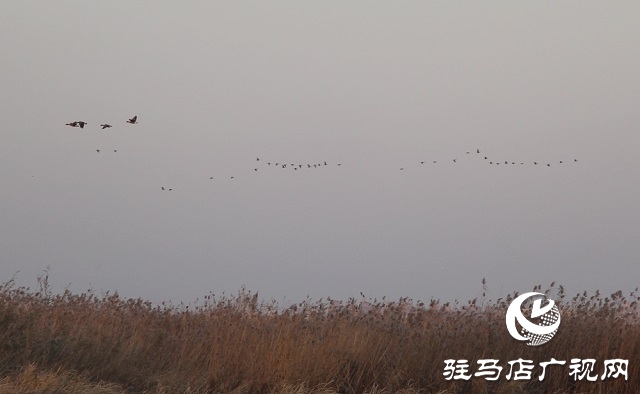 宿鴨湖景色美如畫(huà)