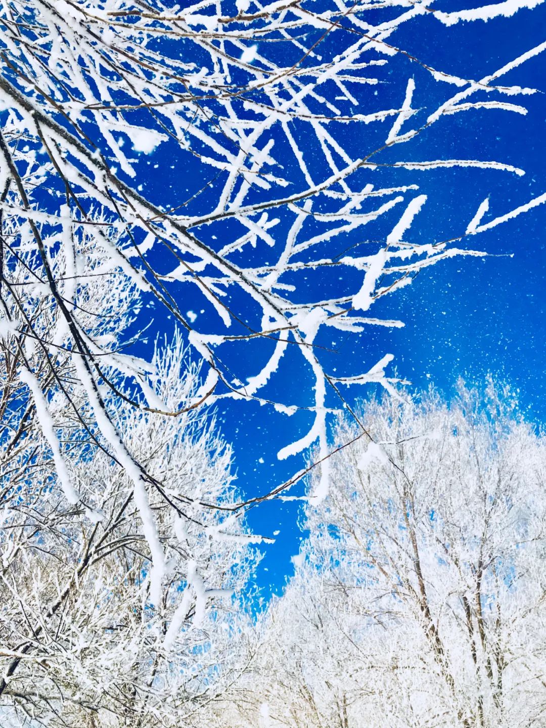 今日大雪｜人間至此 共你白頭