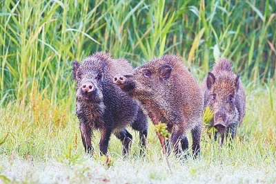 擬被“保護(hù)動(dòng)物名錄”除名 “橫行無(wú)忌”的野豬可以捕殺了？