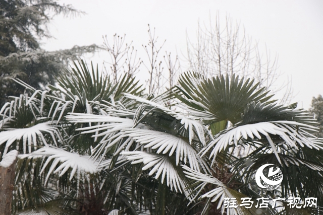 駐馬店飄雪了