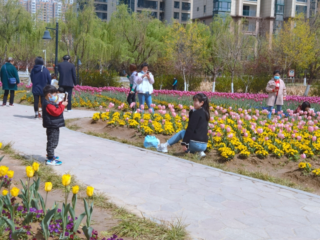 駐馬店開源公園郁金香綻放 吸引市民來"趕春"