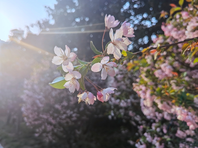 海棠花開季 正是賞花時