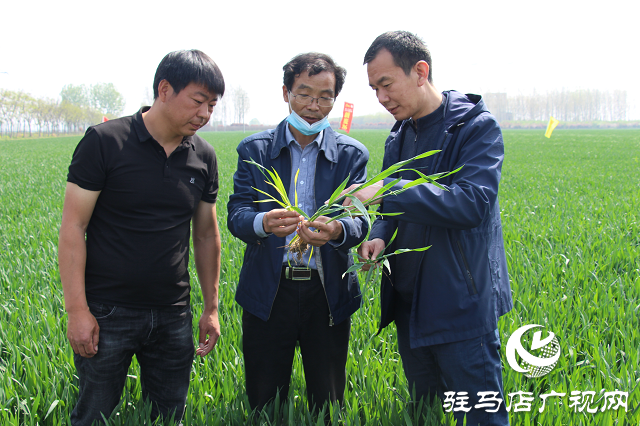 駐馬店市農(nóng)技植保站：加強(qiáng)小麥中后期管理 確保夏糧豐收