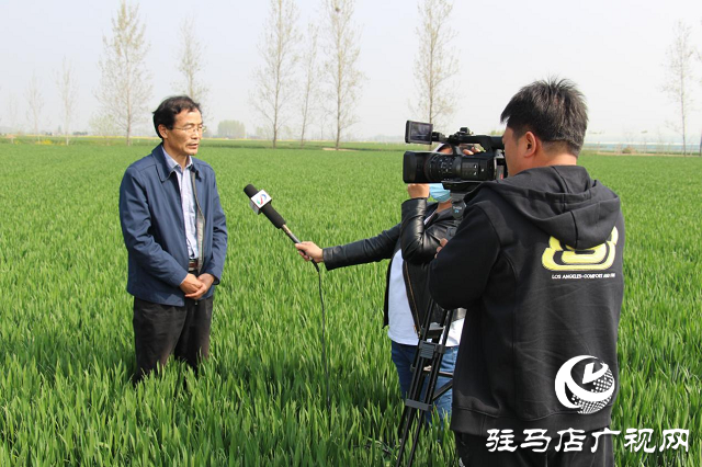 駐馬店市農(nóng)技植保站：加強(qiáng)小麥中后期管理 確保夏糧豐收