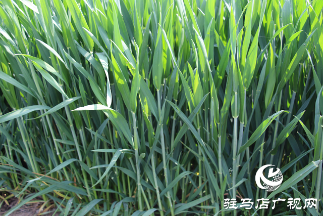 駐馬店市農(nóng)技植保站：加強(qiáng)小麥中后期管理 確保夏糧豐收