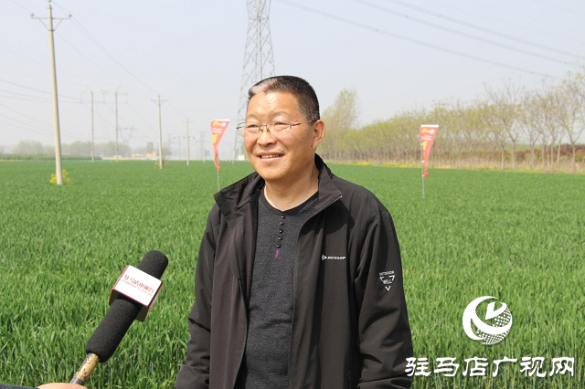 駐馬店市農(nóng)技植保站：加強(qiáng)小麥中后期管理 確保夏糧豐收