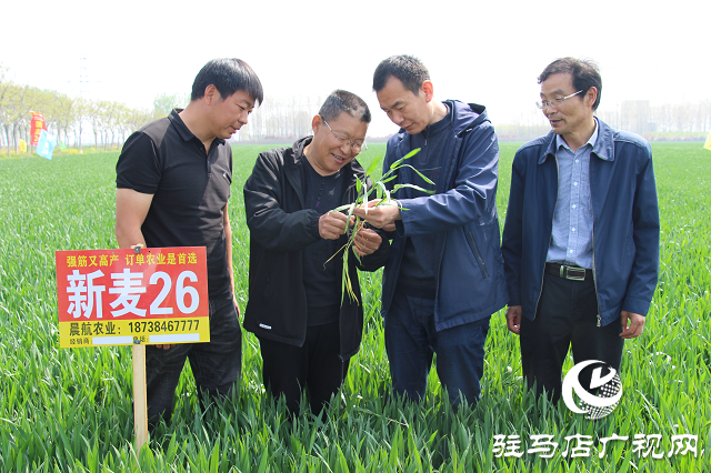 駐馬店市農(nóng)技植保站：加強(qiáng)小麥中后期管理 確保夏糧豐收