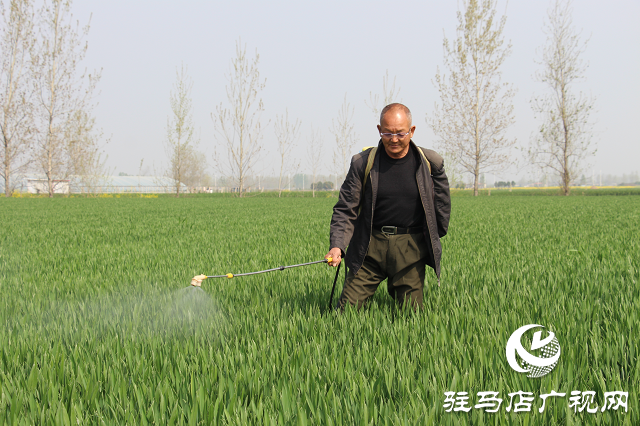 駐馬店市農(nóng)技植保站：加強(qiáng)小麥中后期管理 確保夏糧豐收