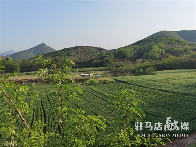 駐馬店驛城區(qū)：滿山槐花飄芬芳