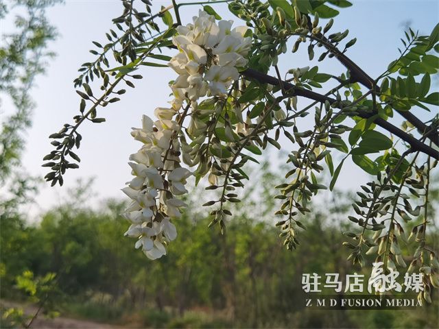 駐馬店驛城區(qū)：滿山槐花飄芬芳