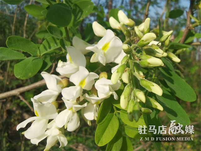 駐馬店驛城區(qū)：滿山槐花飄芬芳