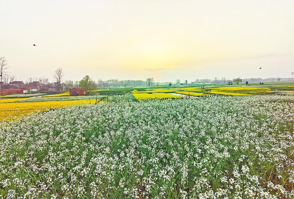 田野里開(kāi)滿(mǎn)“致富花”