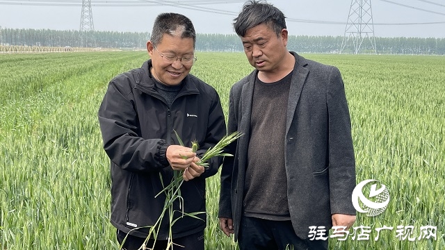 駐馬店市小麥重大病蟲害統(tǒng)防統(tǒng)治現(xiàn)場會相繼召開