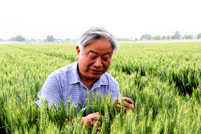 建“農谷”育糧“芯”河南布局千億種業(yè)“航母”