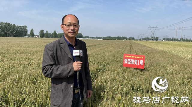 噸源種業(yè)黑色小麥觀摩會成功召開