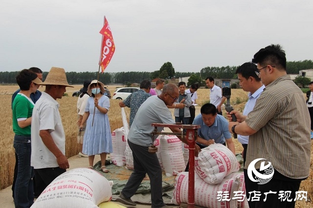 【見證高產(chǎn)奇跡·分享豐收喜悅】——駐馬店市小麥實打驗收單產(chǎn)創(chuàng)新高