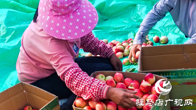 泌陽縣黃山口鄉(xiāng)：崗上油桃紅似火，幸福生活比蜜甜