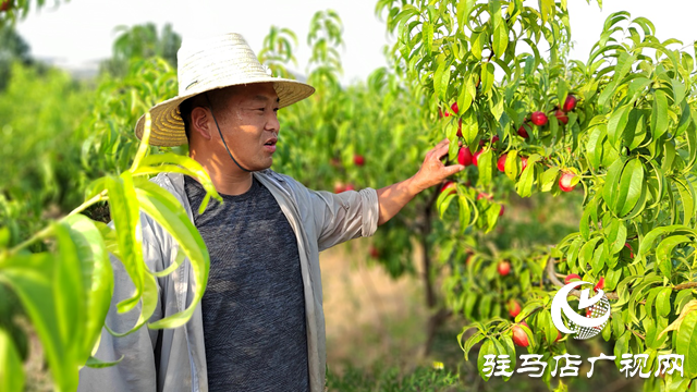 泌陽縣黃山口鄉(xiāng)：崗上油桃紅似火，幸福生活比蜜甜