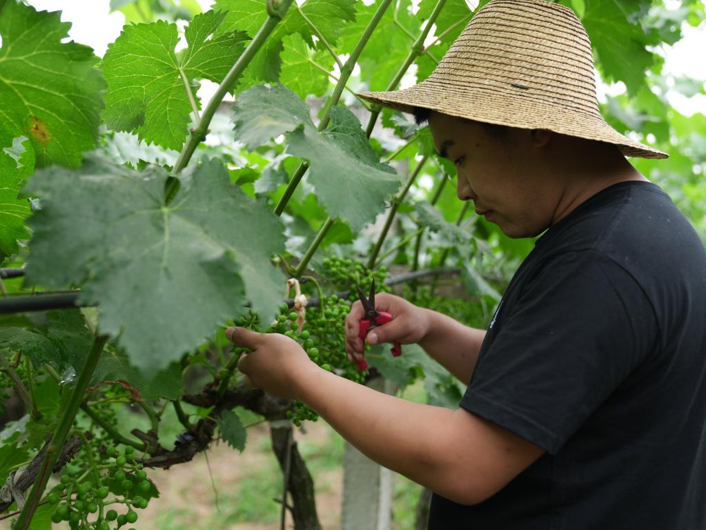 奮進(jìn)新征程 建功新時(shí)代·我們的新時(shí)代丨秦嶺腳下，“95后”新農(nóng)人播撒新希望