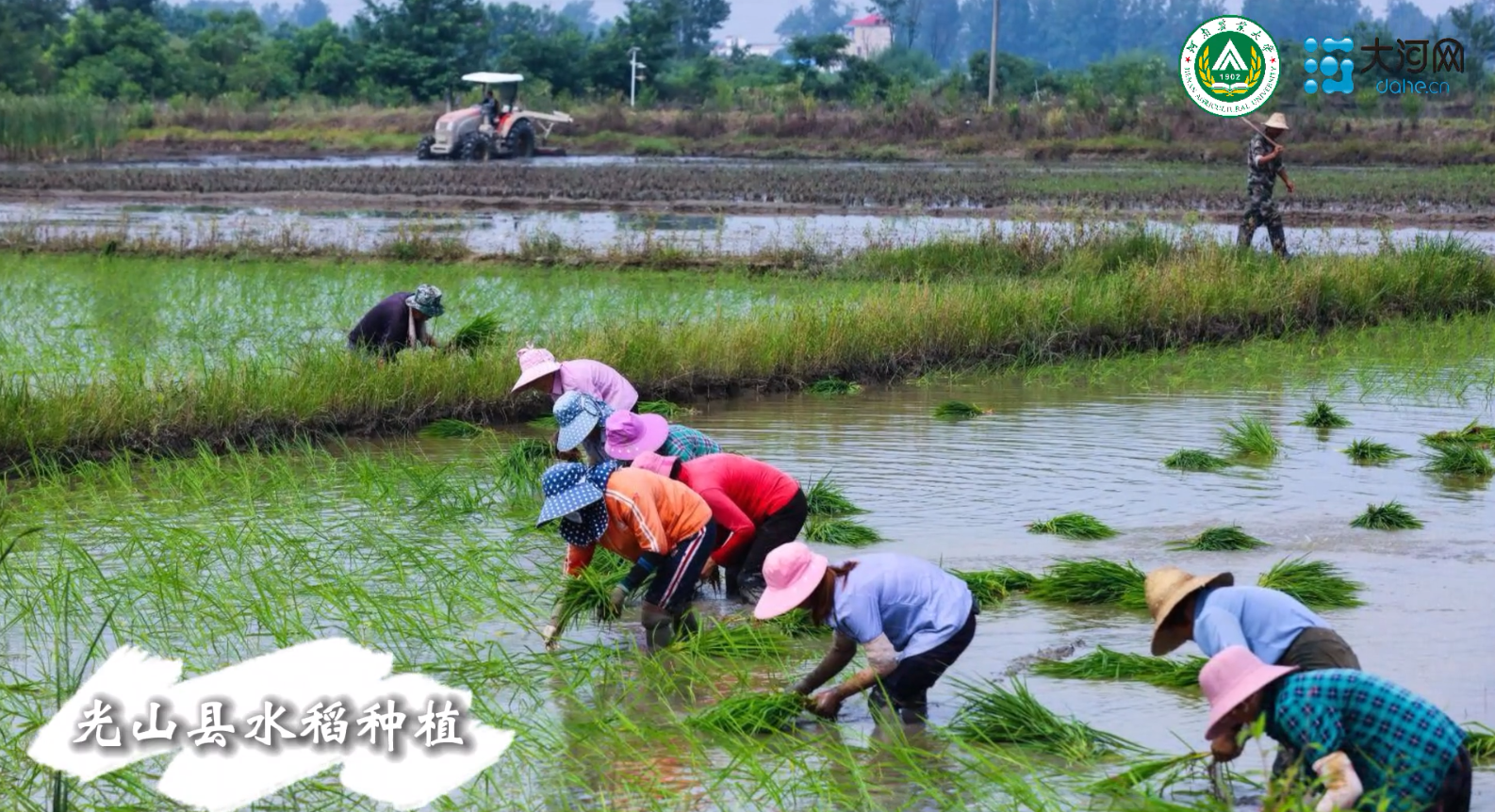 夏至話農(nóng)耕：烈日下孕育豐收希望