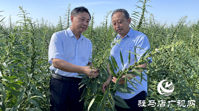 宜機(jī)收芝麻在河南駐研種業(yè)試種成功