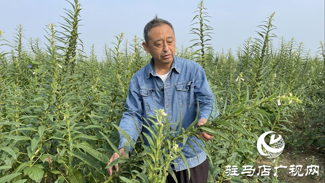 宜機(jī)收芝麻在河南駐研種業(yè)試種成功