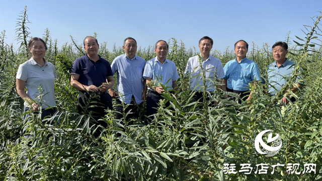 宜機(jī)收芝麻在河南駐研種業(yè)試種成功