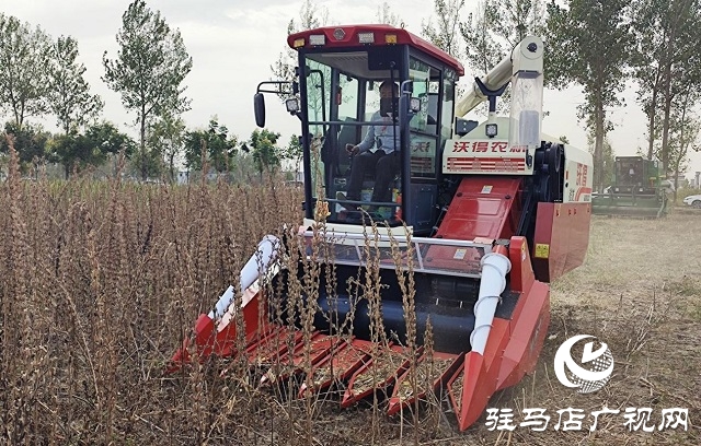 2022年芝麻機(jī)械化收割現(xiàn)場(chǎng)會(huì)在駐馬店成功召開(kāi)