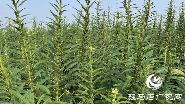 2022年芝麻機(jī)械化收割現(xiàn)場(chǎng)會(huì)在駐馬店成功召開(kāi)