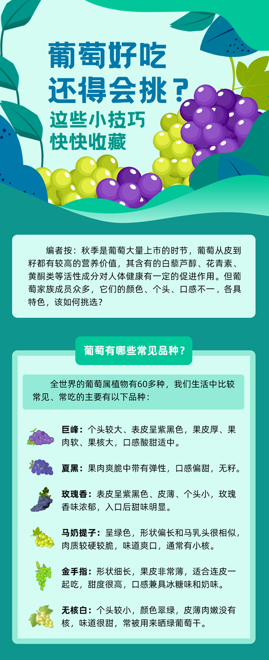 葡萄好吃還得會挑，這些小技巧快快收藏