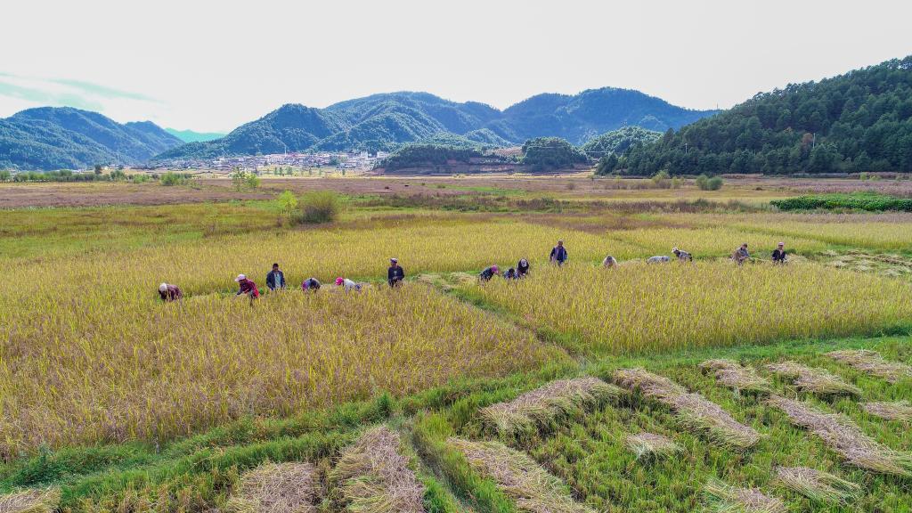 黑稻、多年生稻、巨型稻……奇妙水稻知多少？