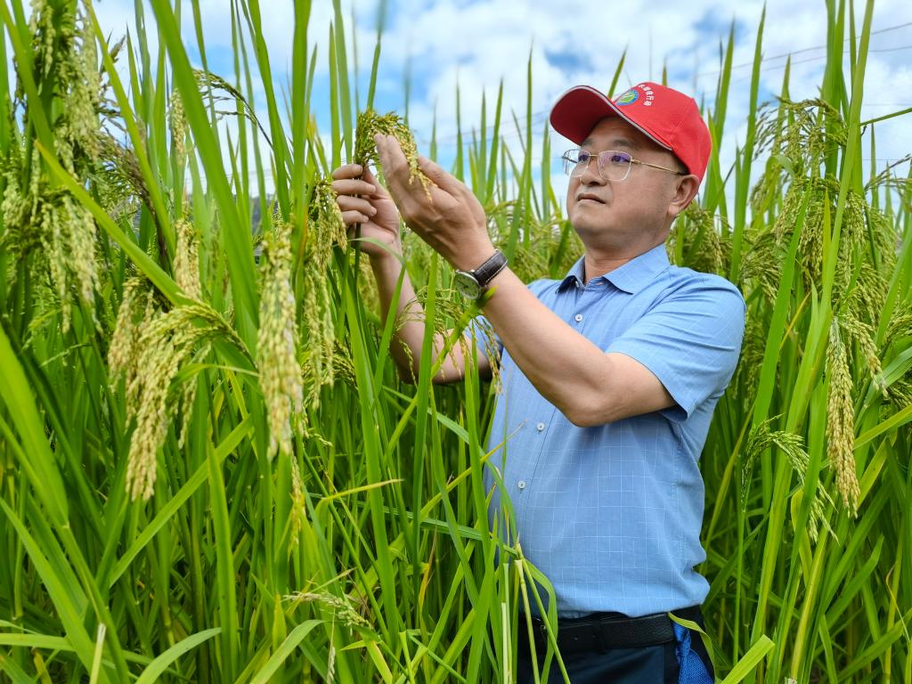 黑稻、多年生稻、巨型稻……奇妙水稻知多少？