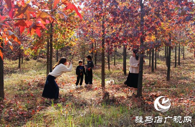 駐馬店：霜降至 楓葉紅 正是賞秋好時(shí)節(jié)