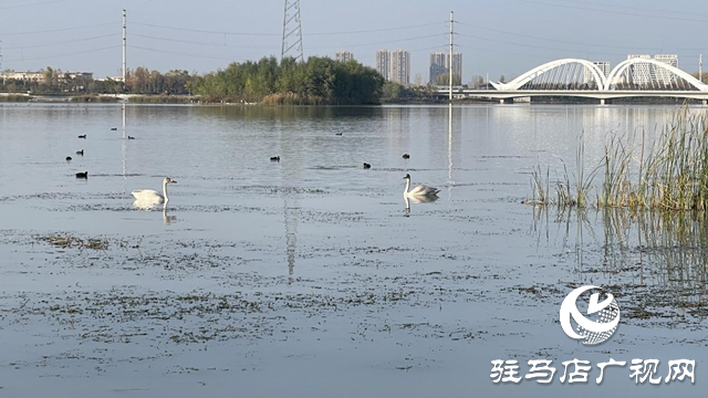 駐馬店市人民公園：初冬美景惹人陶醉