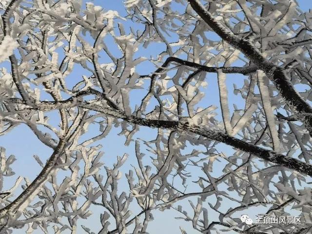 「金頂●冬雪」忽如一夜春風來，千樹萬樹梨花開