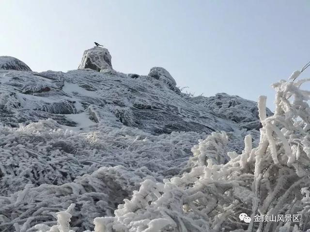 「金頂●冬雪」忽如一夜春風來，千樹萬樹梨花開