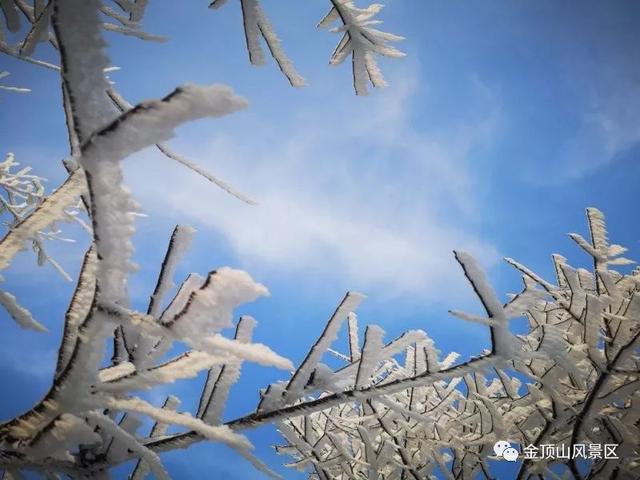 「金頂●冬雪」忽如一夜春風來，千樹萬樹梨花開