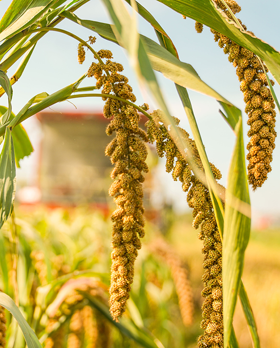 新華網(wǎng)評(píng)：“穩(wěn)”字當(dāng)頭，端牢中國(guó)飯碗