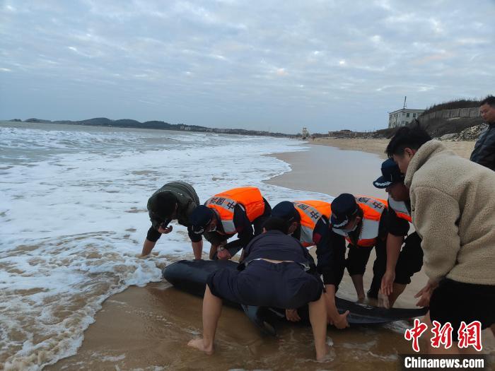 春節(jié)期間廣東海警局成功救助擱淺海豚