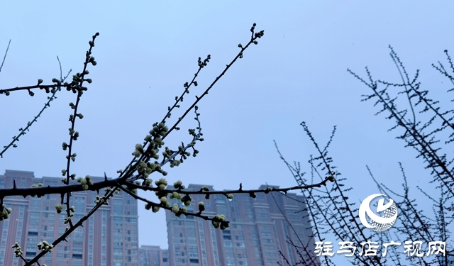 雨落天中 春意綻放