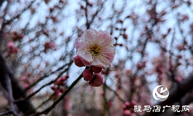 雨落天中 春意綻放