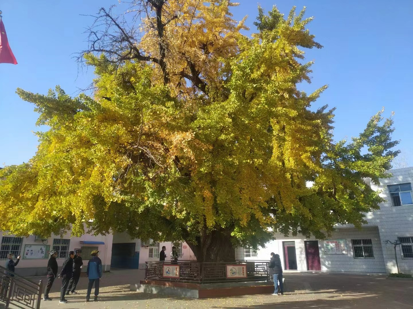 植樹節(jié)丨守護(hù)從歷史中走來的綠蔭 河南“樹醫(yī)”助力古樹名木“延壽回春”