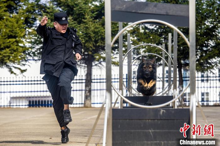 吉林邊境檢查站警犬春訓(xùn)忙