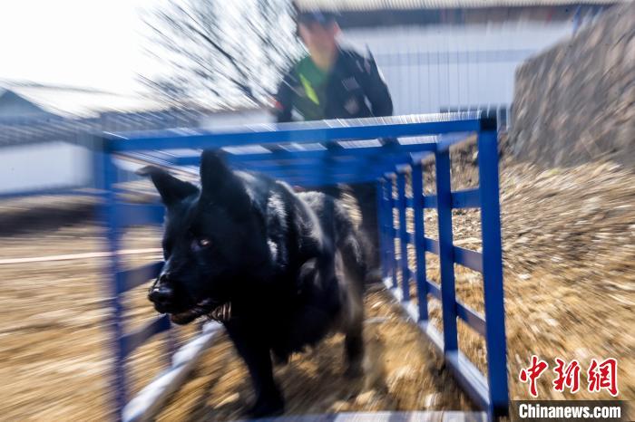 吉林邊境檢查站警犬春訓(xùn)忙