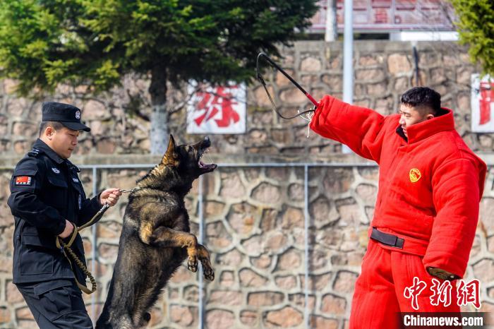 吉林邊境檢查站警犬春訓(xùn)忙