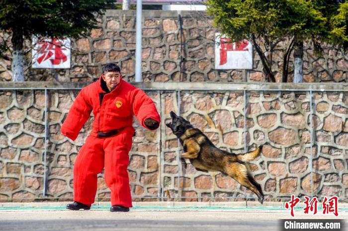 吉林邊境檢查站警犬春訓忙