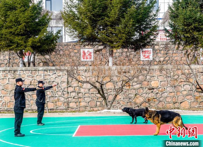 吉林邊境檢查站警犬春訓忙