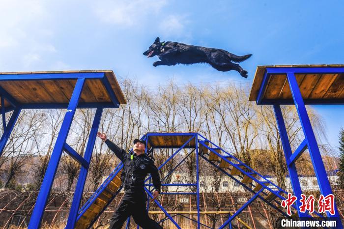 吉林邊境檢查站警犬春訓忙